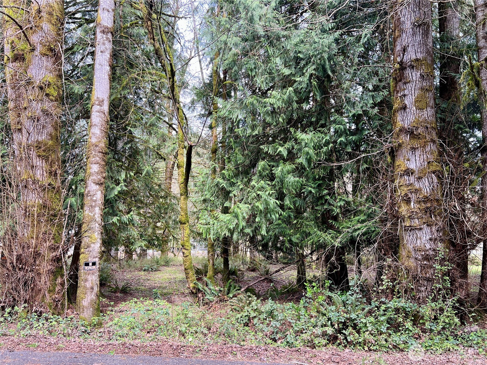 680 Mountain Trail Road Brinnon, WA 98320 - Photo 9 of 13 a plant with lots of trees