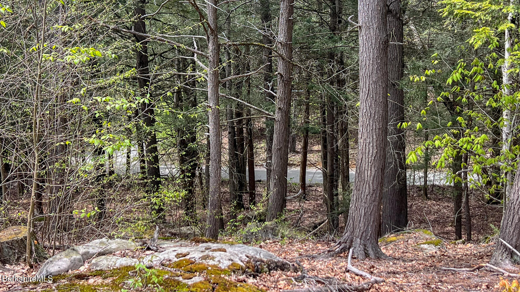 58 Stanley Road East Otis, MA 01029 - Photo 9 of 14 a view of a forest filled with trees