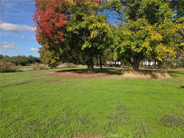 a view of a park with large trees