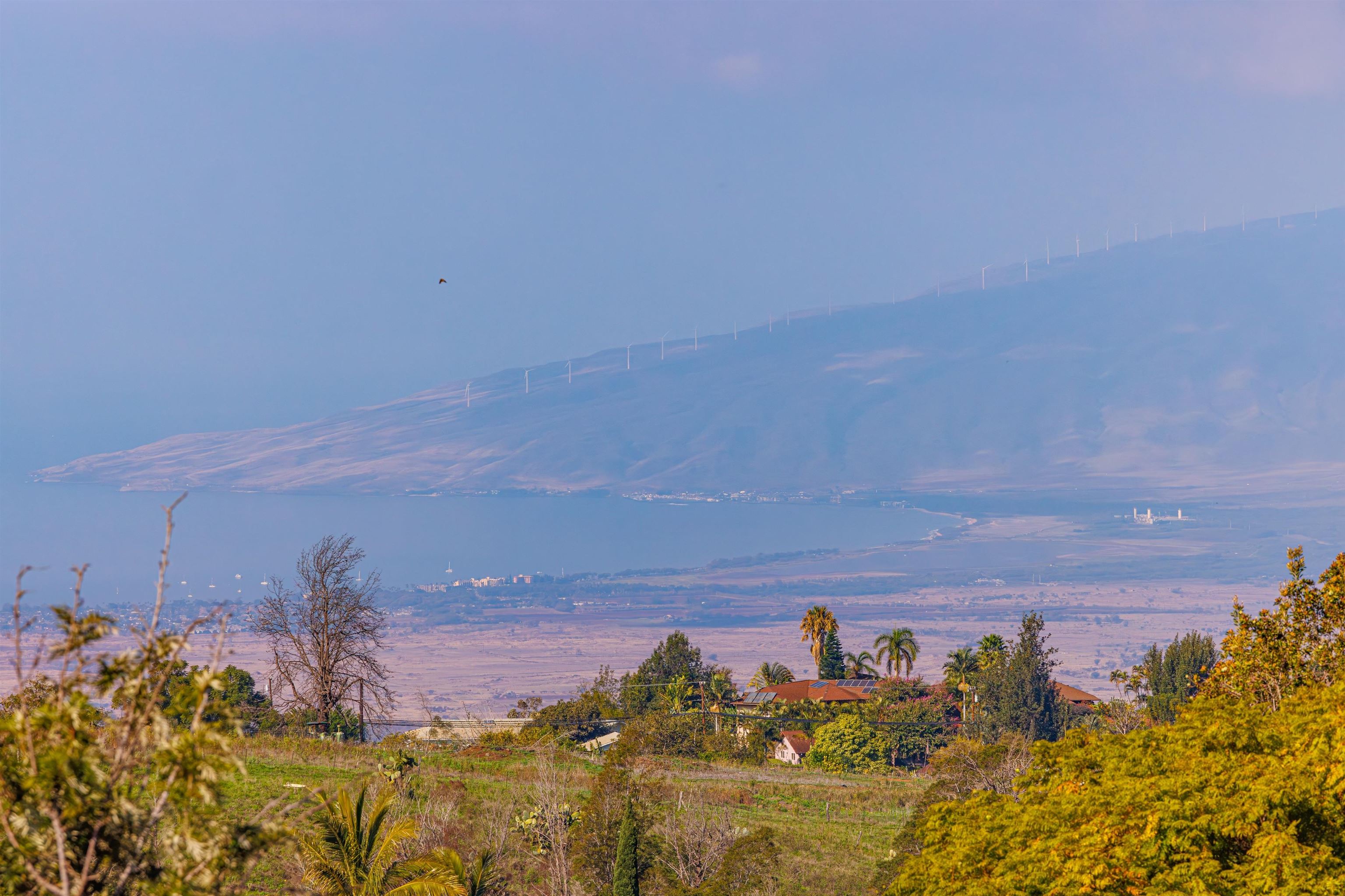 40 Kapalulu Place Kula, HI 96790 - Photo 13 of 45 a view of a yard