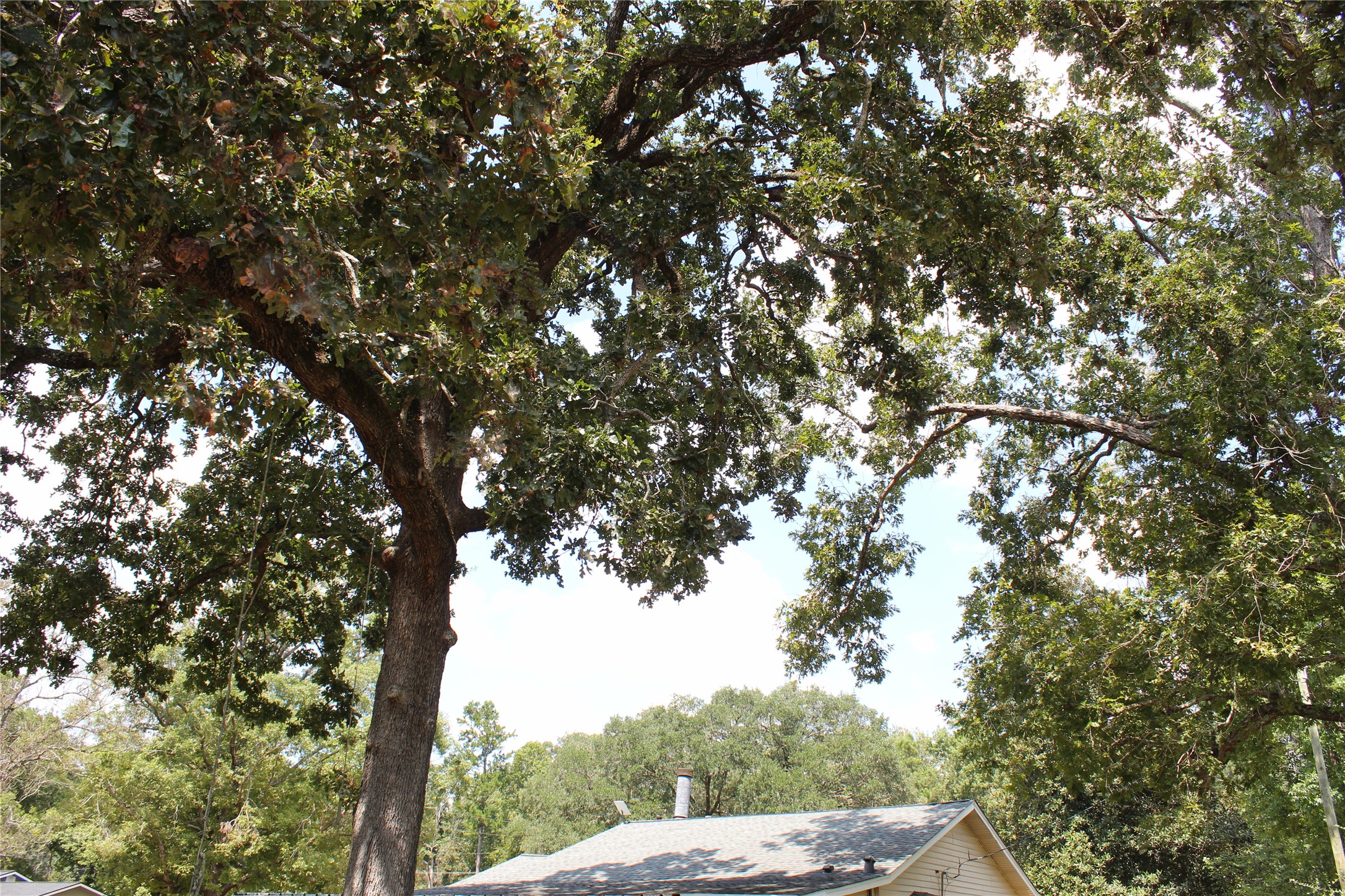 14040 FM 1484 Road Conroe, TX 77303 - Photo 45 of 47 a view of a tree in a field