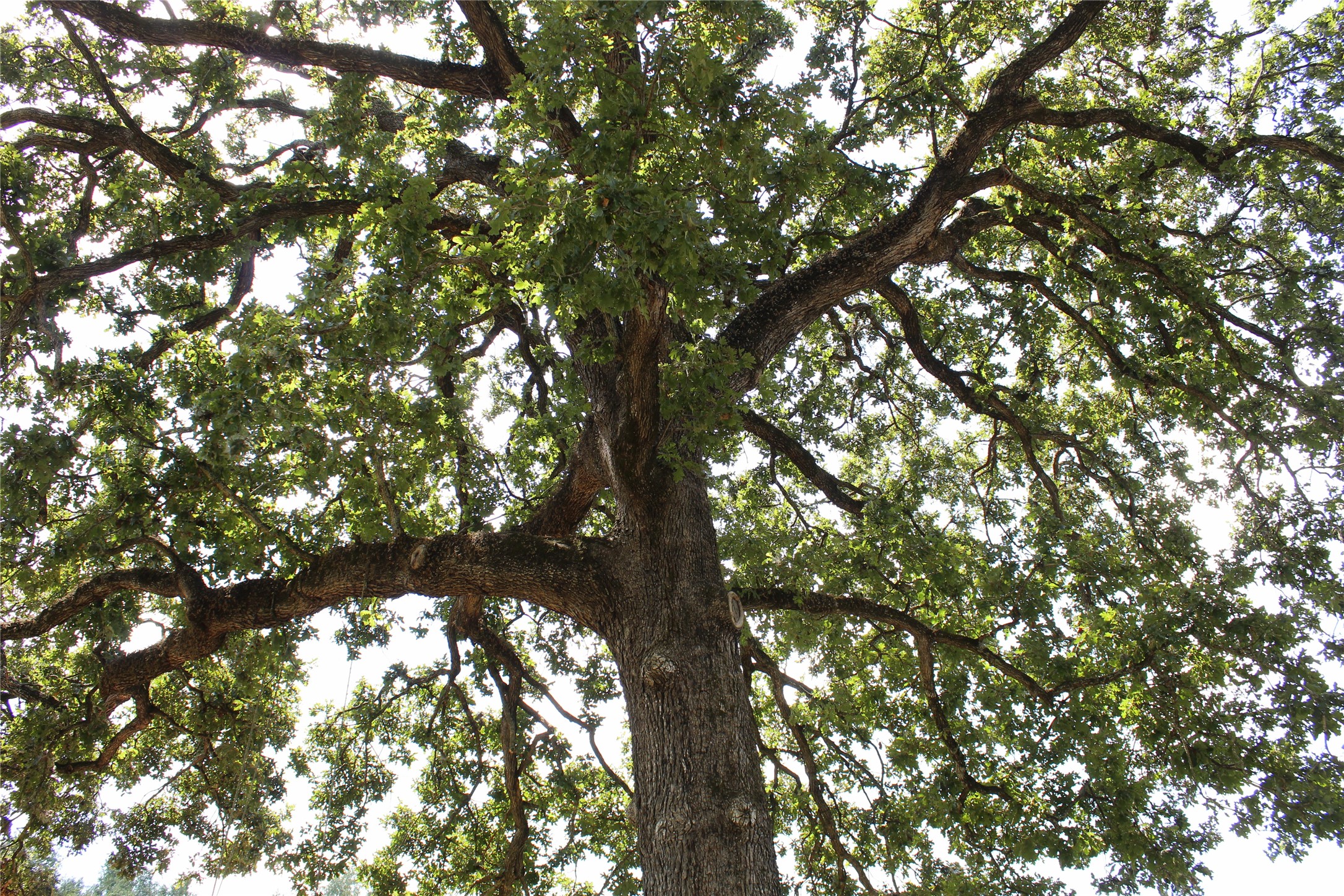 14040 FM 1484 Road Conroe, TX 77303 - Photo 47 of 47 a view of tree