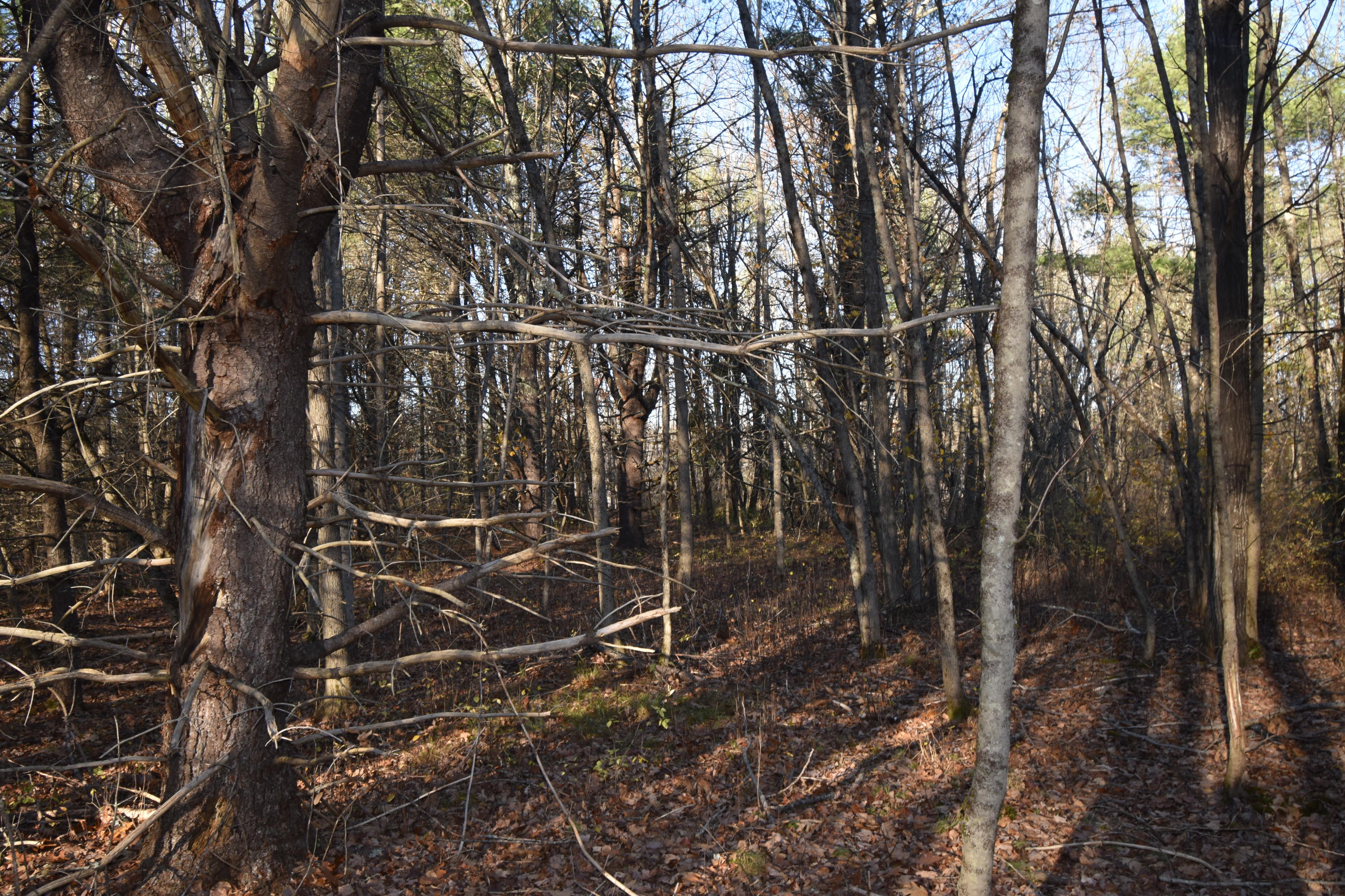 0 Lunts Hill Road Litchfield, ME 04350 - Photo 67 of 80 DSC_0914