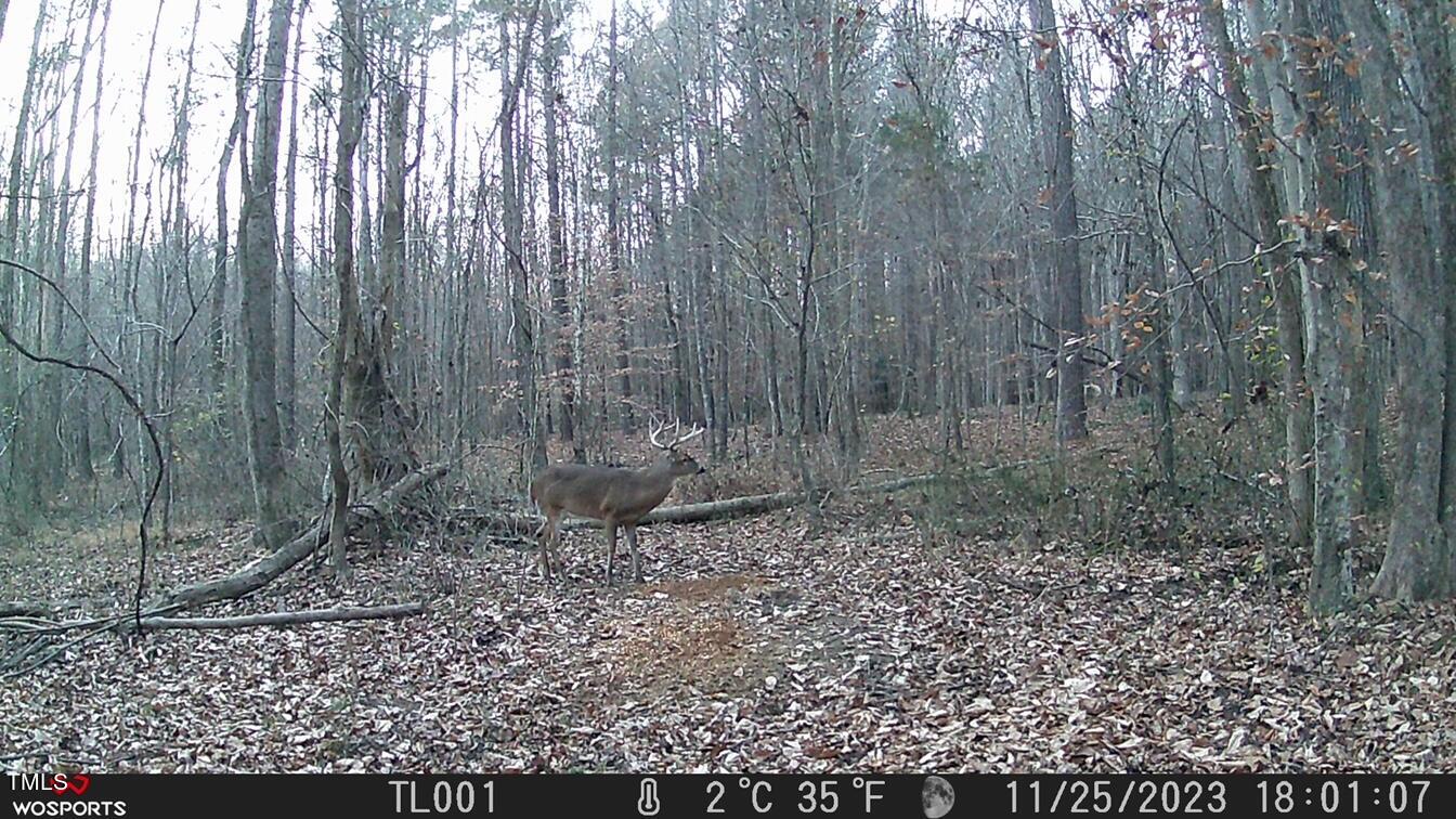 3151 Brogden Road Stem, NC 27581 - Photo 51 of 58 a view of a yard with trees