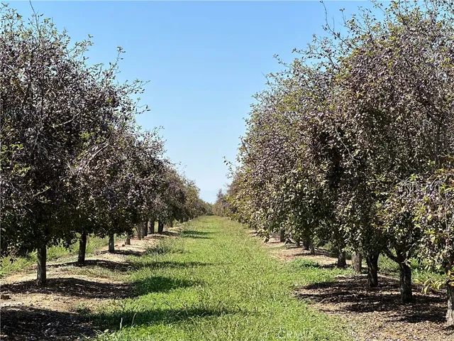 a view of a park with large trees