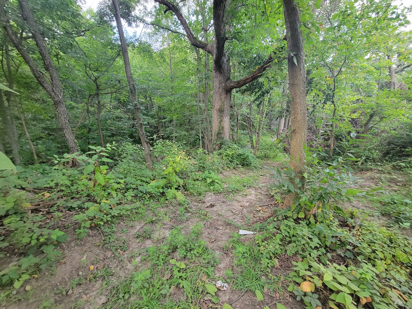 783 North 2853rd Road Utica, IL 61373 - Photo 23 of 26 a view of a lush green forest