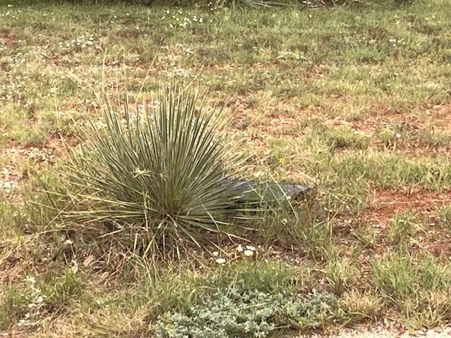 405 County Road 405 Merkel, TX 79536 - Photo 17 of 19
