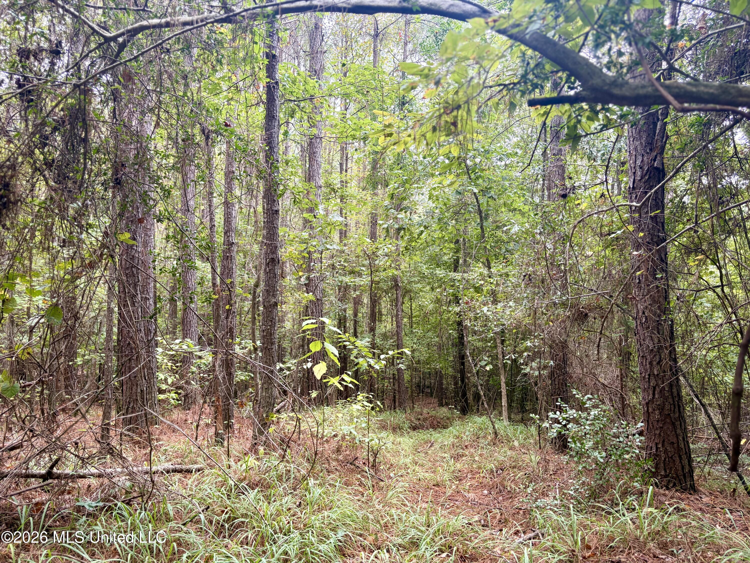 East Bethel Road Sturgis, MS 39769 - Photo 8 of 23 IMG_3938