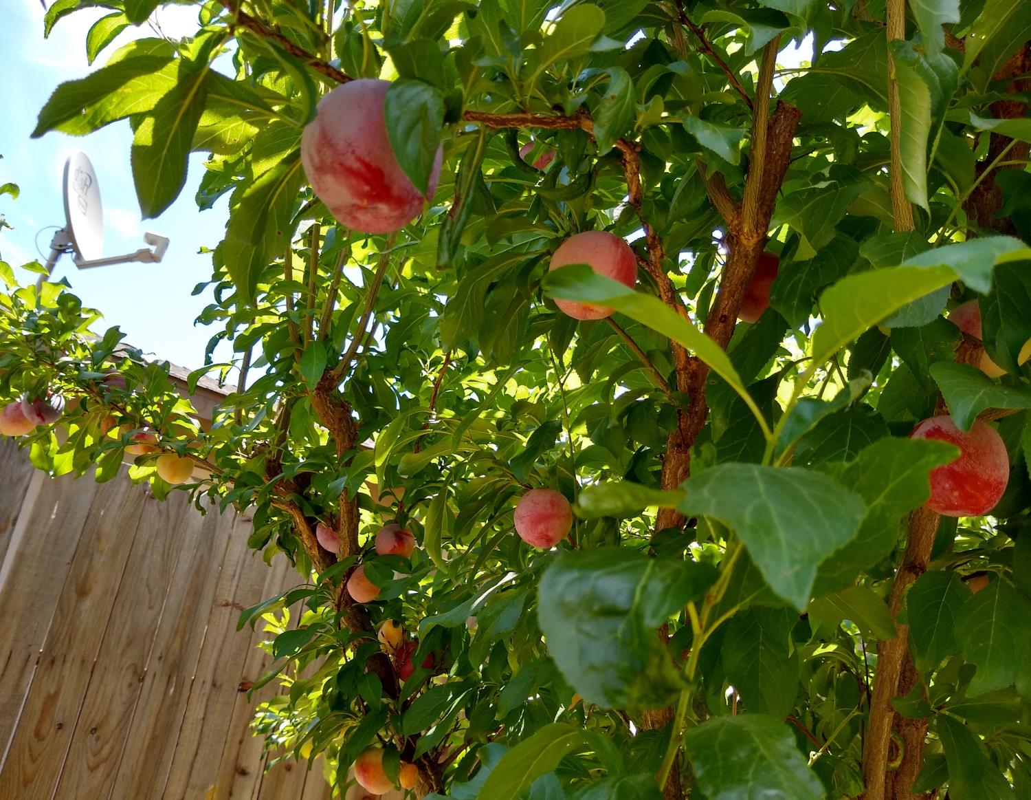 2005 East Marshall Street Turlock, CA 95380 - Photo 22 of 25