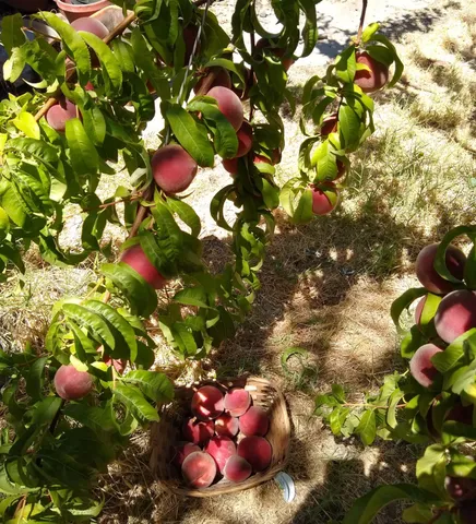 $450,000 | 2005 East Marshall Street, Turlock, CA 95380