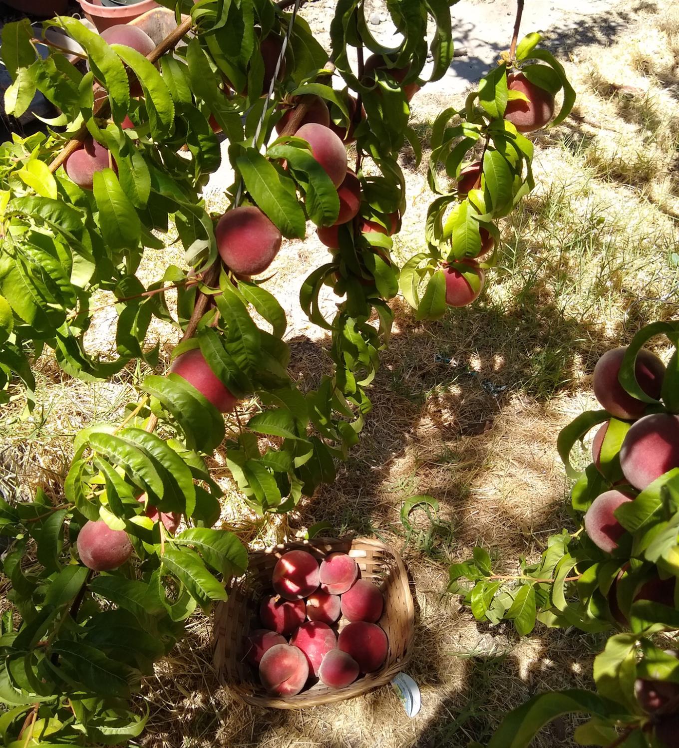 2005 East Marshall Street Turlock, CA 95380 - Photo 23 of 25