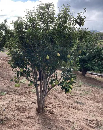 $1,075,000 | 2073 Willow Glen Road, Fallbrook, CA 92028