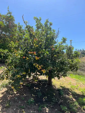 $1,075,000 | 2073 Willow Glen Road, Fallbrook, CA 92028