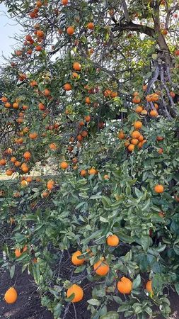 $1,075,000 | 2073 Willow Glen Road, Fallbrook, CA 92028