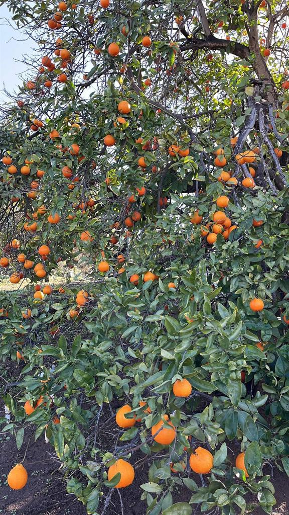 2073 Willow Glen Road Fallbrook, CA 92028 - Photo 32 of 33