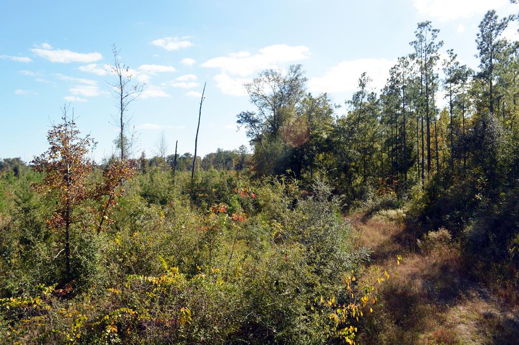 0 Greenhouse Road Gordon, AL 36343 - Photo 14 of 38