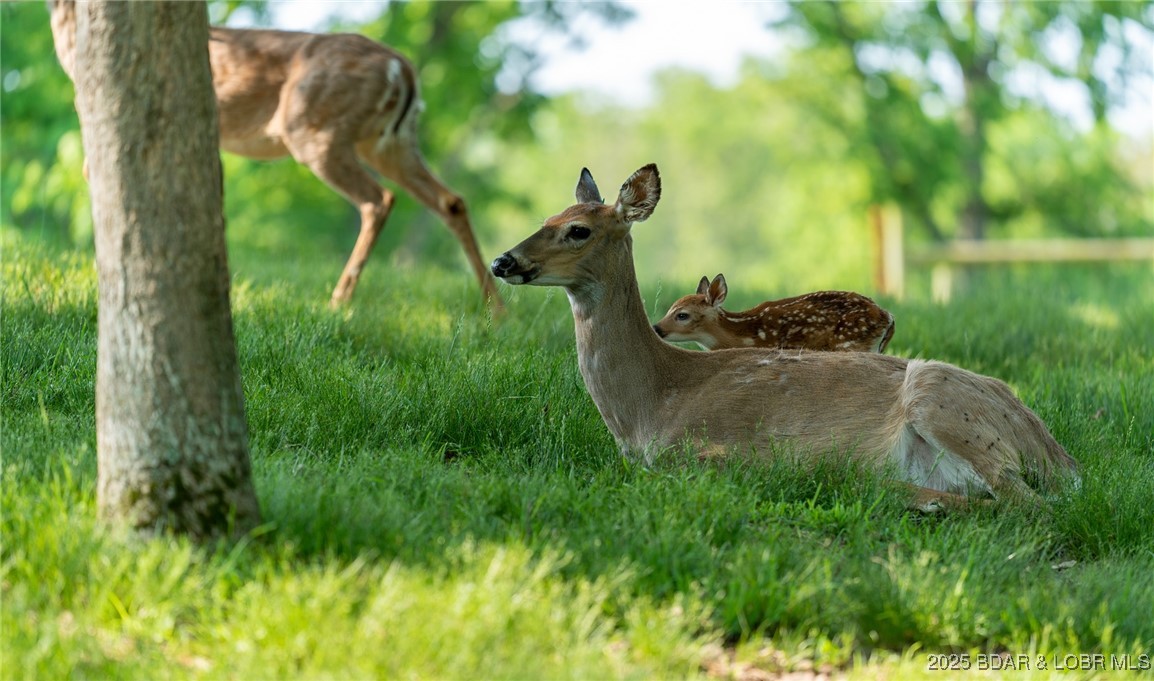 Tbd Little Buffalo Road Stover, MO 65078 - Photo 45 of 45