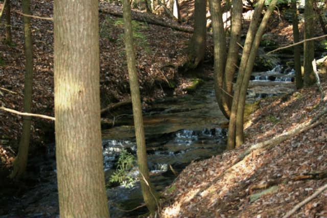 Creek running down the cove