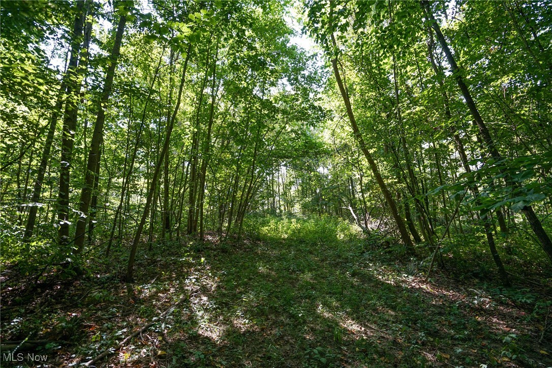 Johnson Run Road Kimbolton, OH 43749 - Photo 22 of 36 View of local wilderness