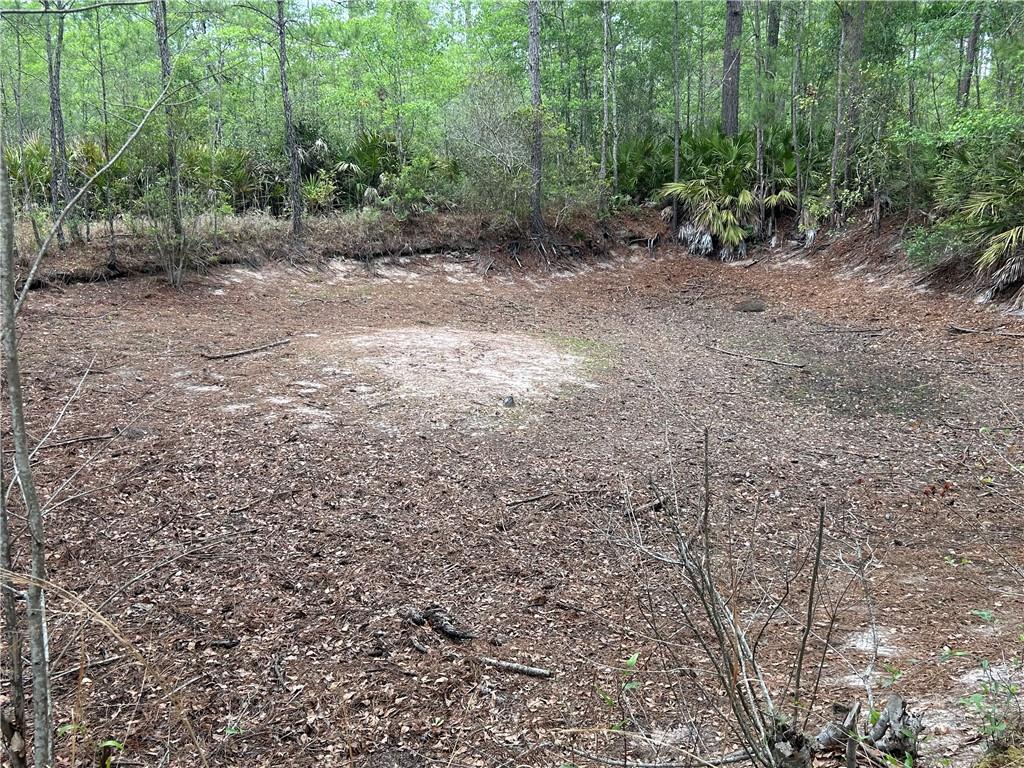 114 Jones Road Hortense, GA 31543 - Photo 23 of 25 a view of a forest with trees in the background
