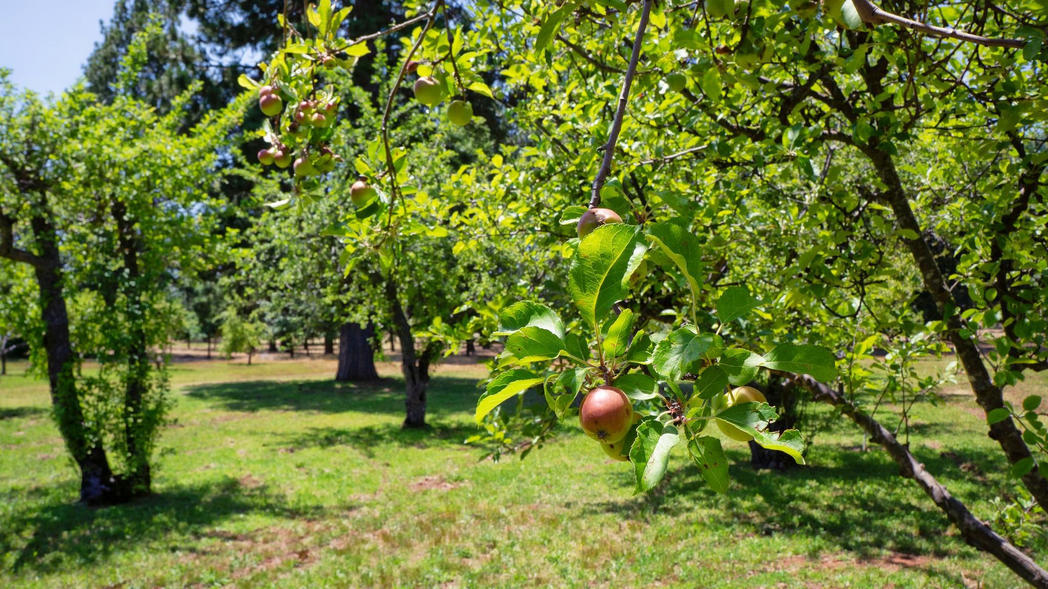 21795 Graham Road Manton, CA 96059 - Photo 14 of 95 Apples