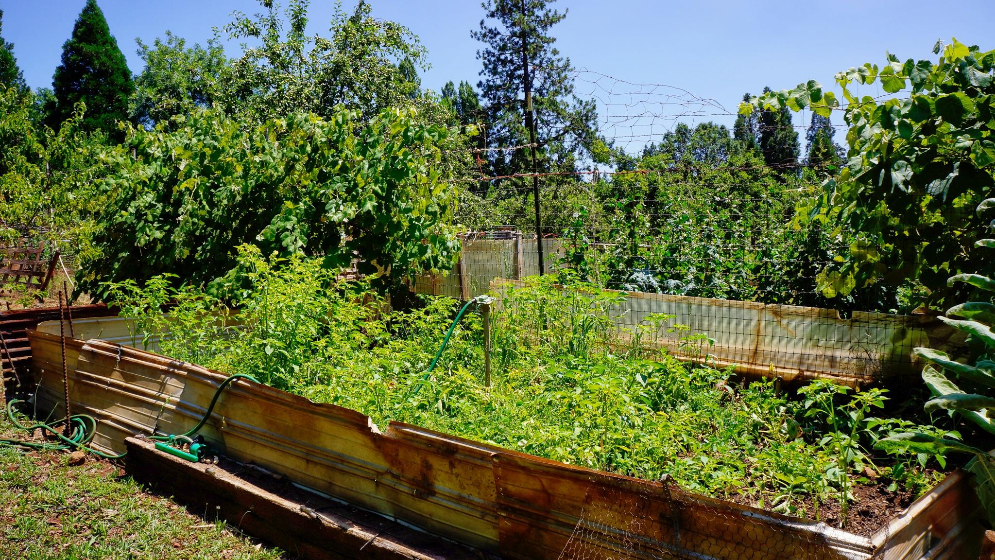 21795 Graham Road Manton, CA 96059 - Photo 23 of 95 Even More Garden