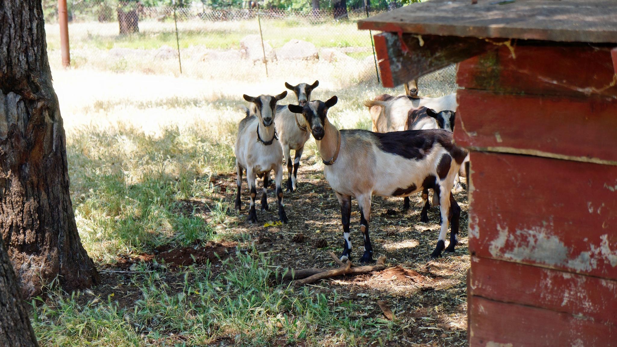 21795 Graham Road Manton, CA 96059 - Photo 3 of 95 Goats
