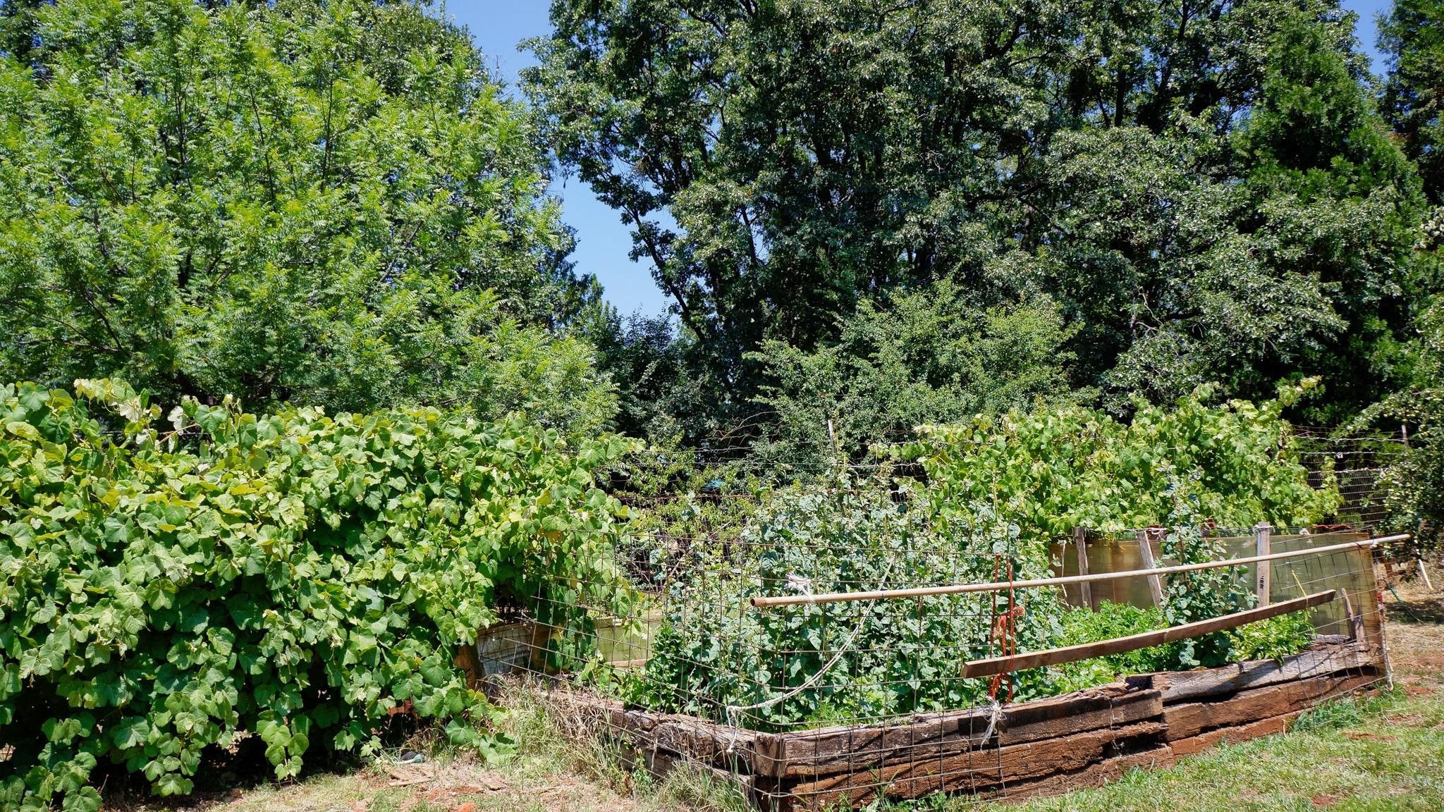 21795 Graham Road Manton, CA 96059 - Photo 36 of 95 Dove Acres Garden