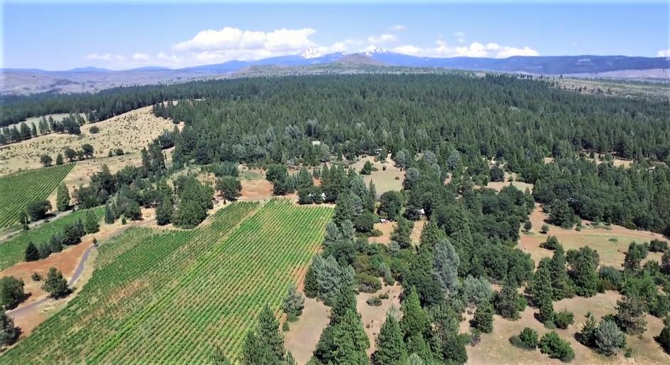 21795 Graham Road Manton, CA 96059 - Photo 6 of 95 Mount Lassen