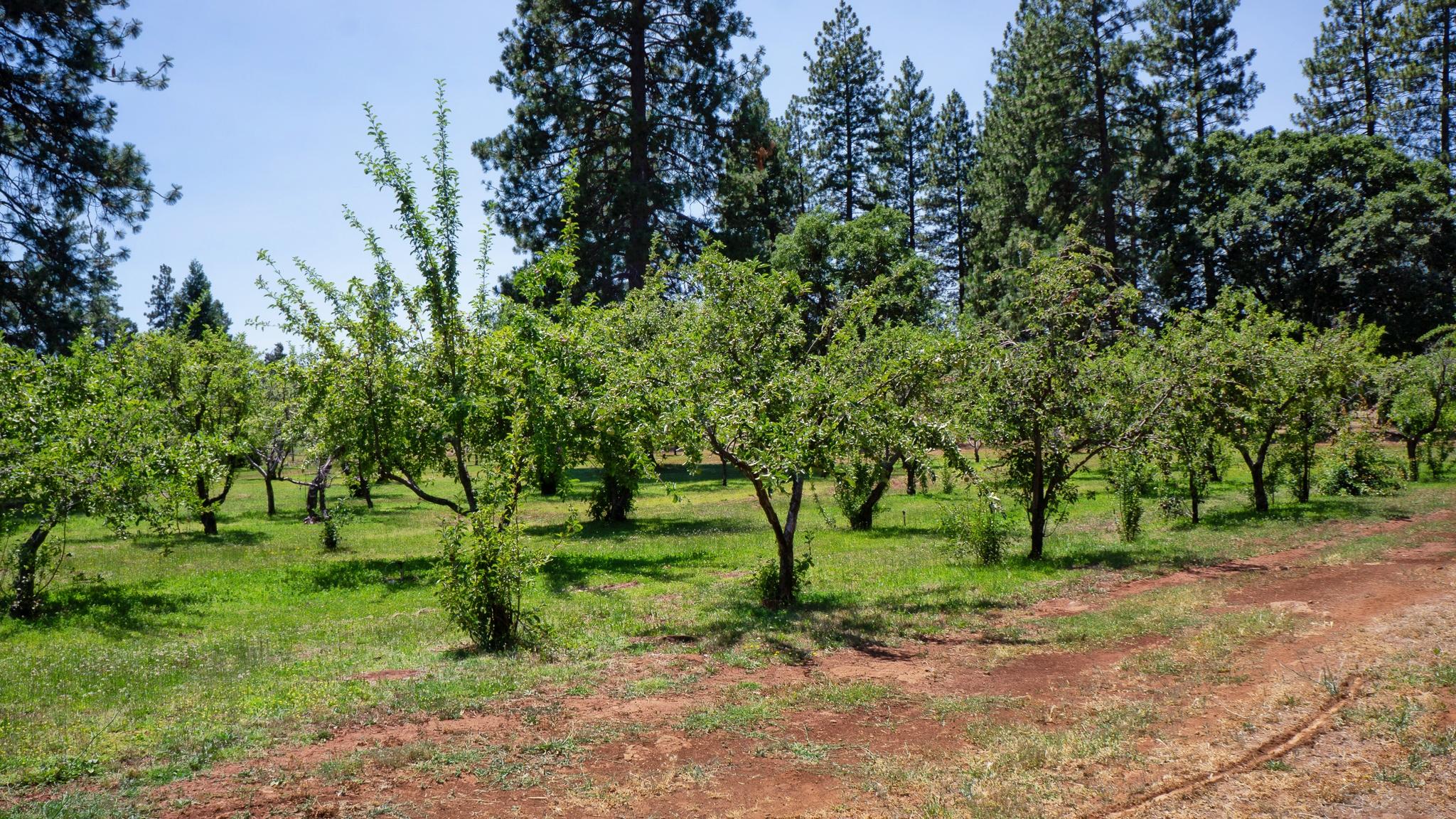 21795 Graham Road Manton, CA 96059 - Photo 7 of 95 Fruit Trees Galore