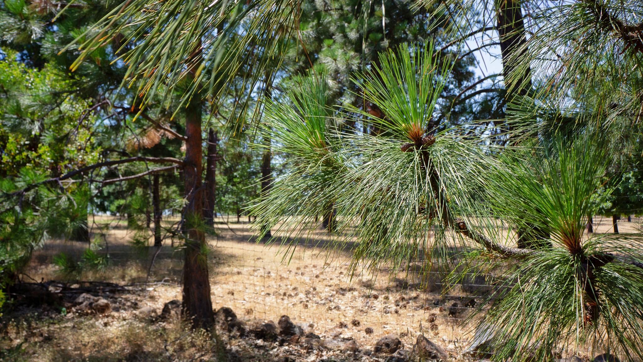 21795 Graham Road Manton, CA 96059 - Photo 90 of 95 Pine Trees