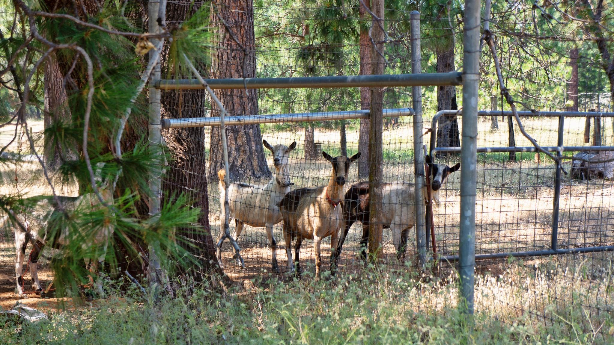 21795 Graham Road Manton, CA 96059 - Photo 91 of 95 Cute Farm Animals