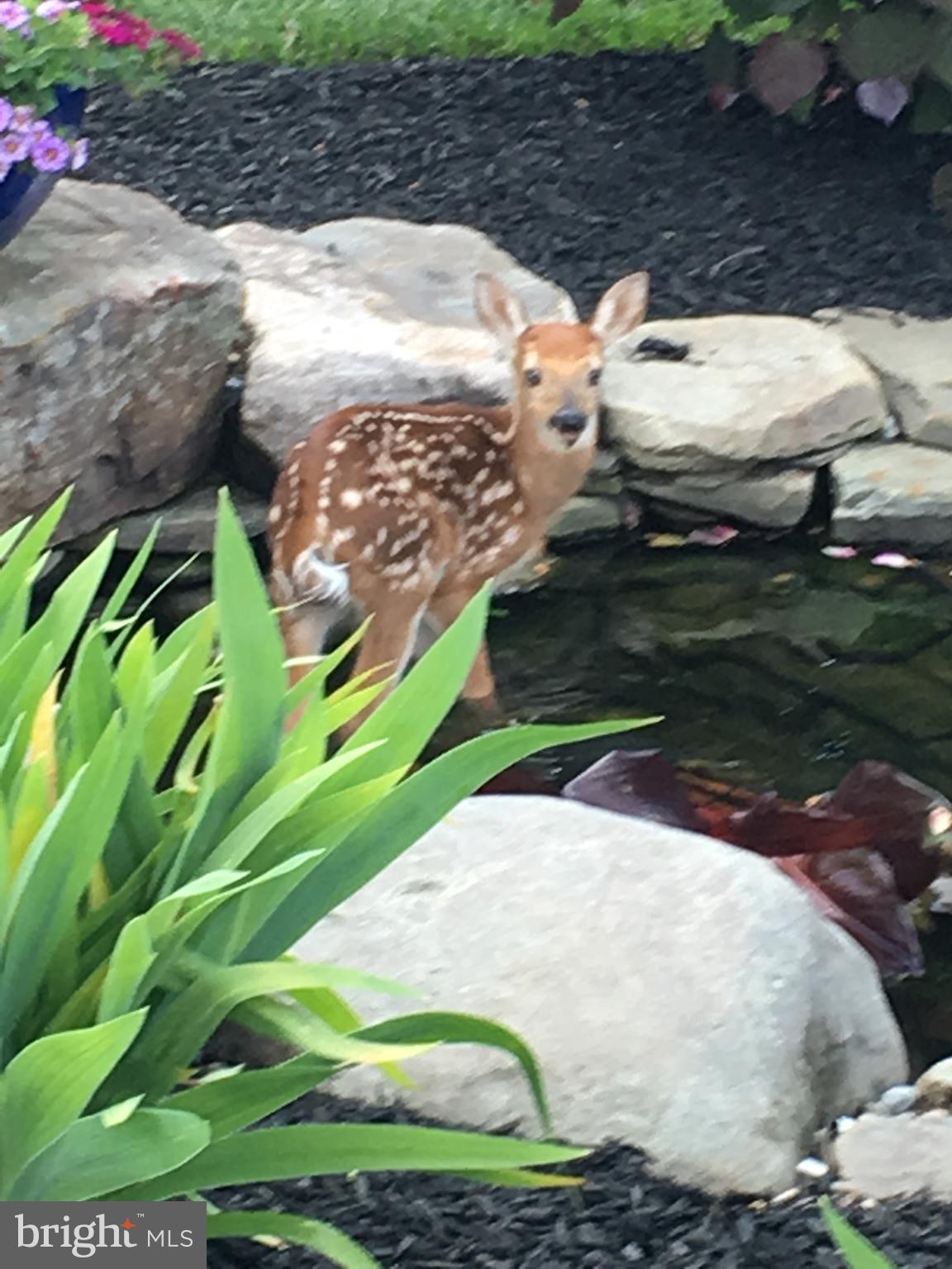 3919 West Chapel Road Aberdeen, MD 21001 - Photo 53 of 63 Nature Abounds