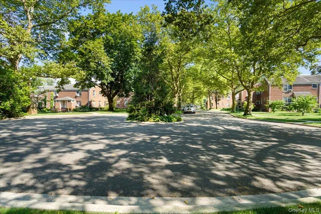 a road view with large trees