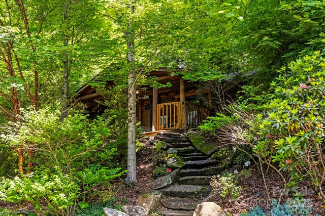 a view of a tree with a plant