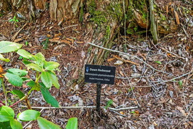 a view of a yard with plants and large trees