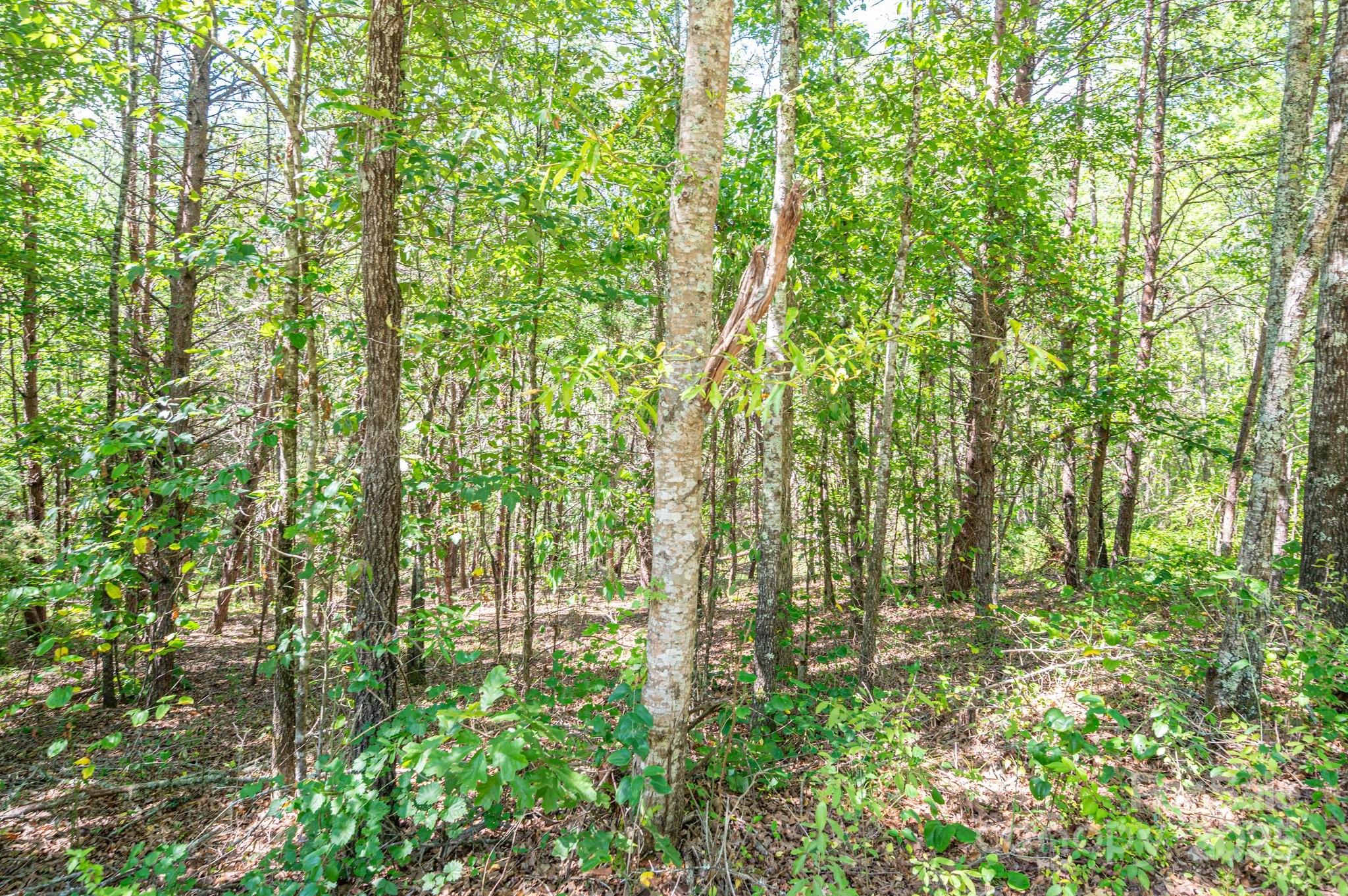 Lot # Meadow Crossing Drive Rutherfordton, NC 28139 - Photo 12 of 14 a view of lots of trees