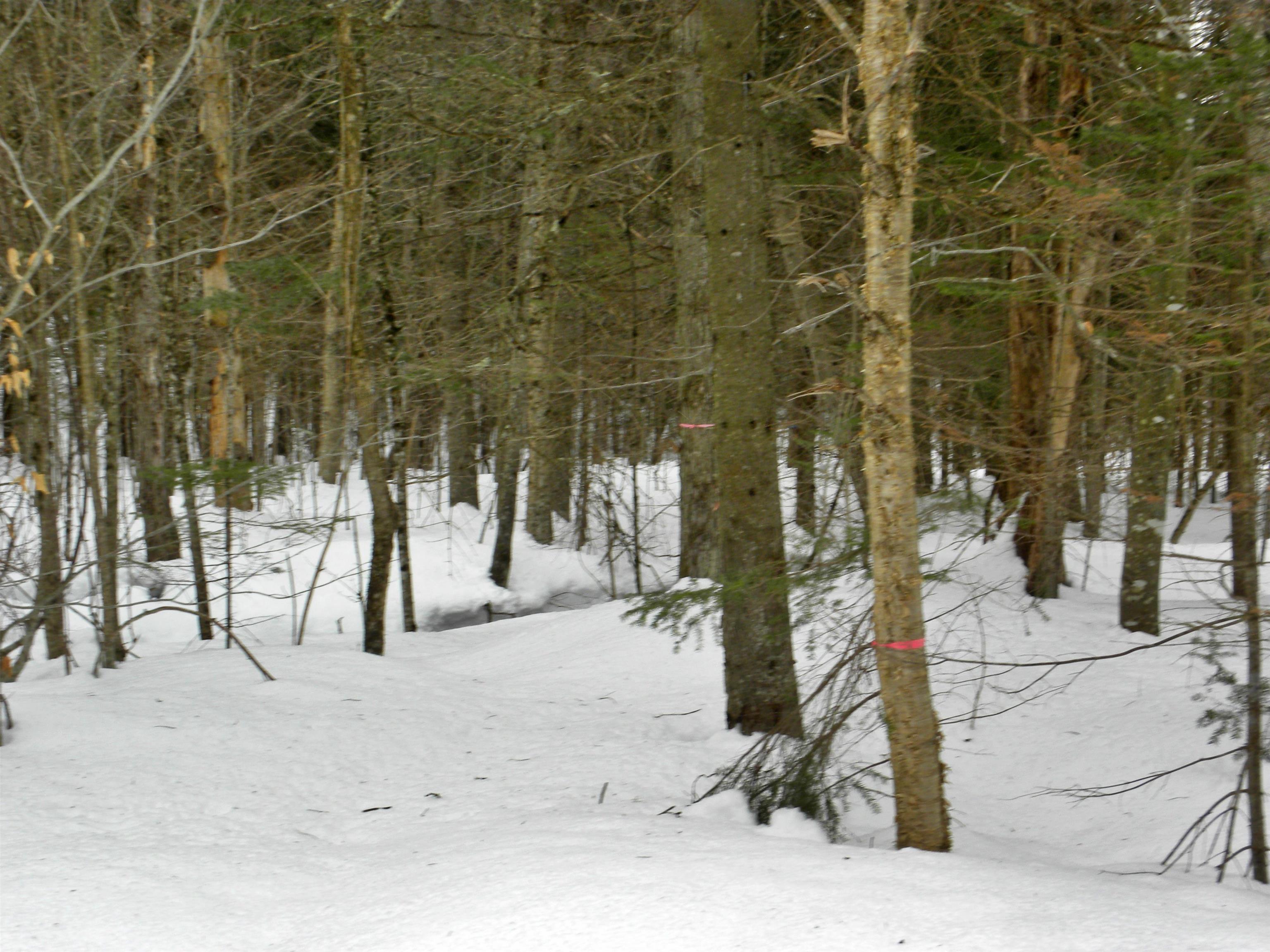 - Burbank Road Albany, VT 05820 - Photo 3 of 12 Gallery Image 3