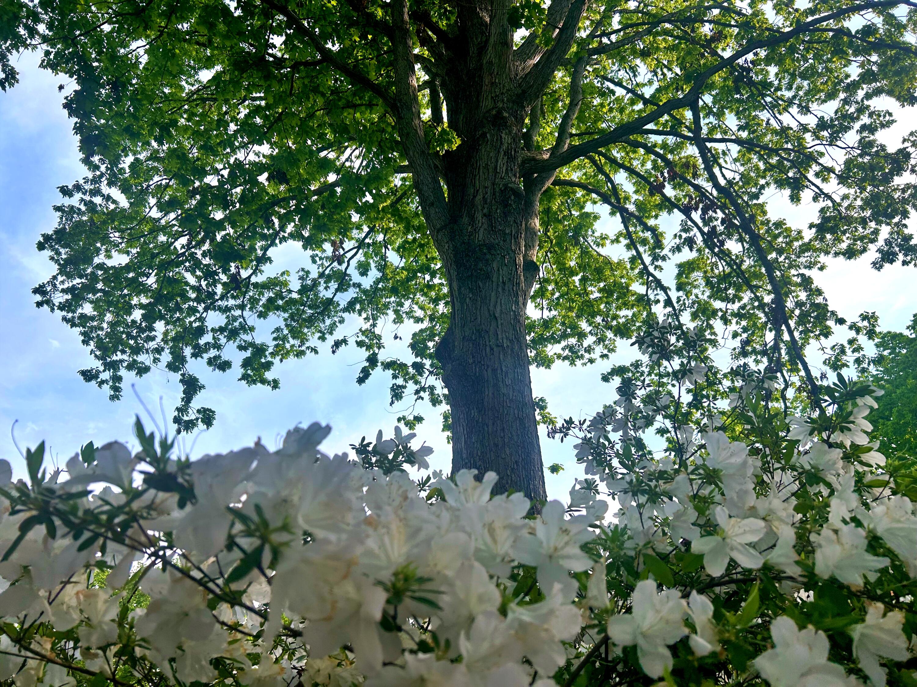 2221 Deadfall Road West Greenwood, SC 29649 - Photo 58 of 65 batch_IMG_0495