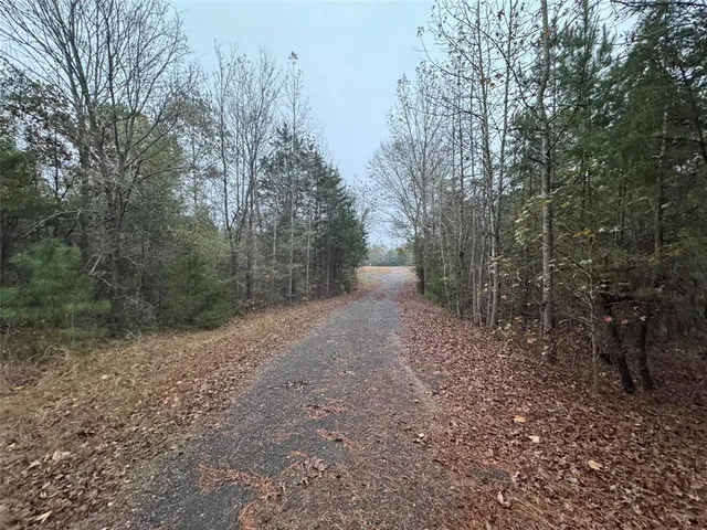 a view of a forest with trees in the background