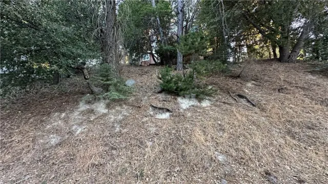 a view of a forest with trees in the background