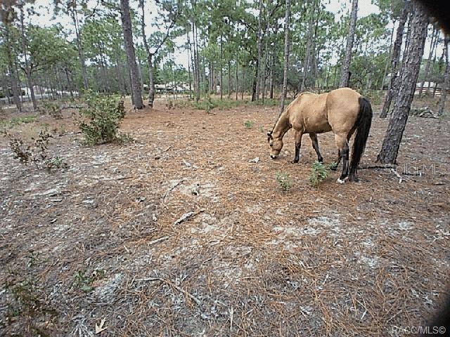 4295 North Bridge Road Beverly Hills, FL 34465 - Photo 74 of 79 a backyard of a house with table and chairs