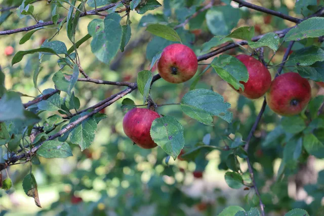 $565,000 | 75 Goodwin Mountain Lane, Westmore, VT 05860