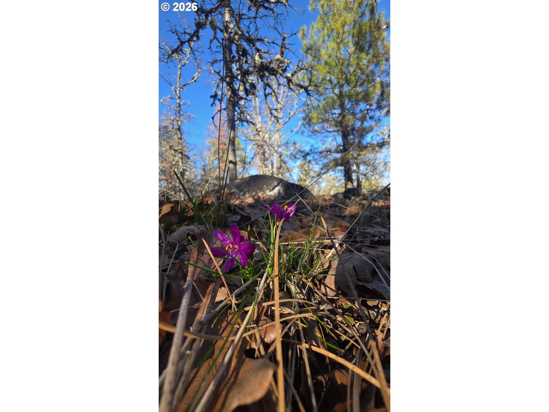 119 Lot Goldendale, WA 98620 - Photo 13 of 23