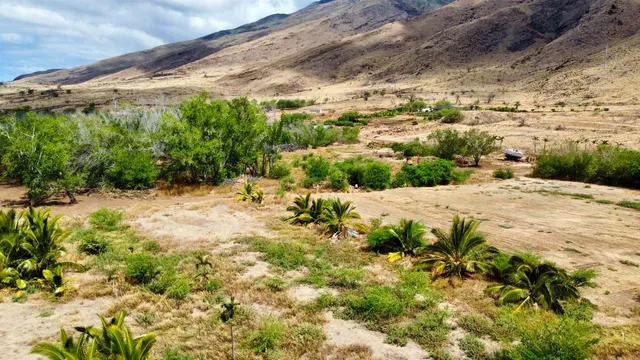 a view of a bunch of trees and houses