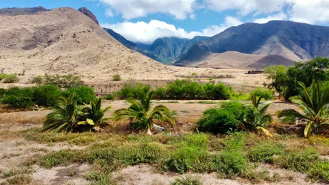 a view of a tree in a field of the house