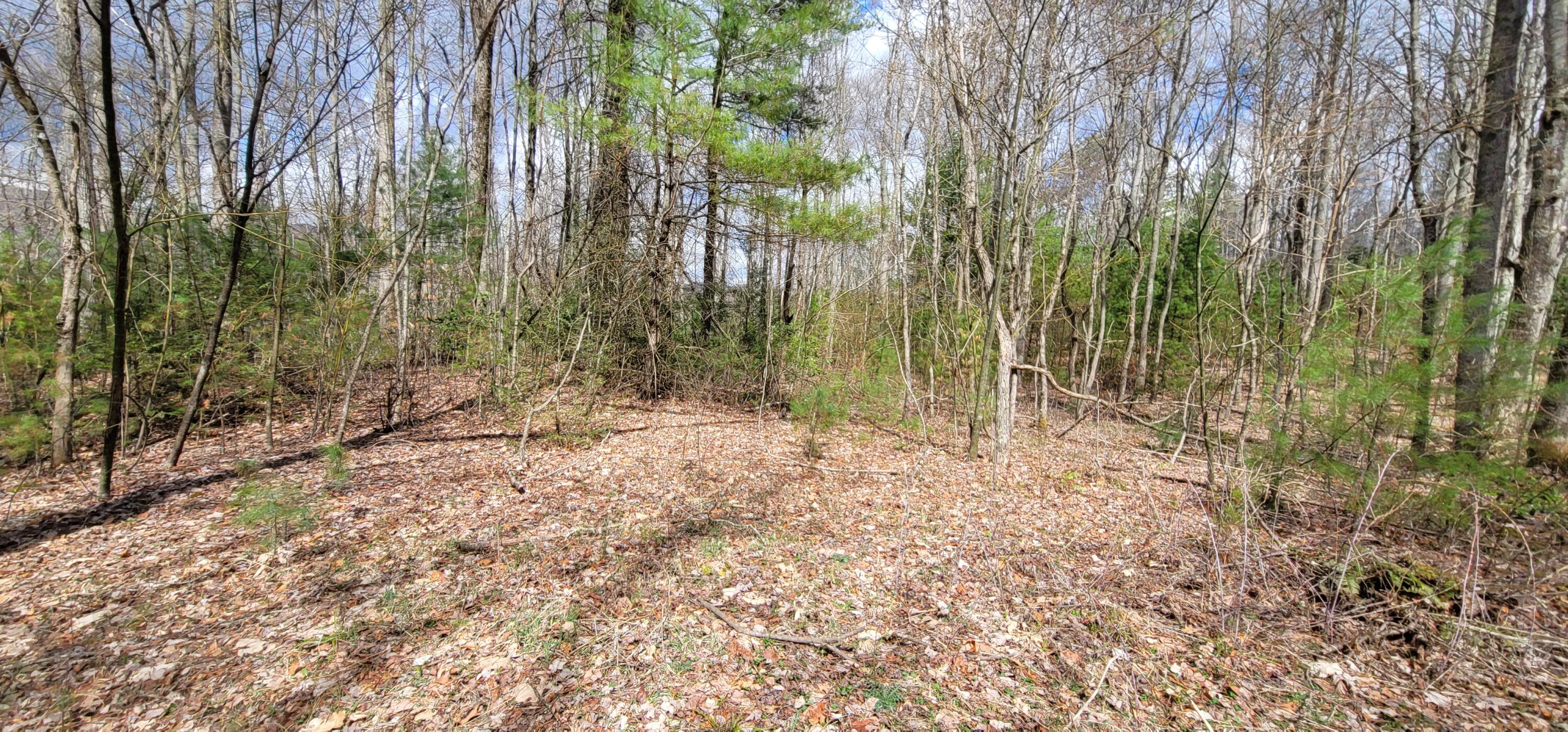 0 White Oak Road Butler, TN 37640 - Photo 1 of 25 20230327_131305