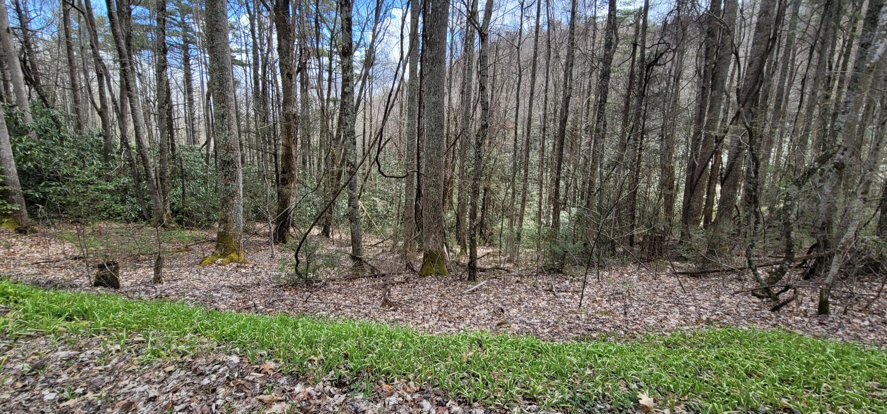 0 White Oak Road Butler, TN 37640 - Photo 13 of 25 20230327_131405
