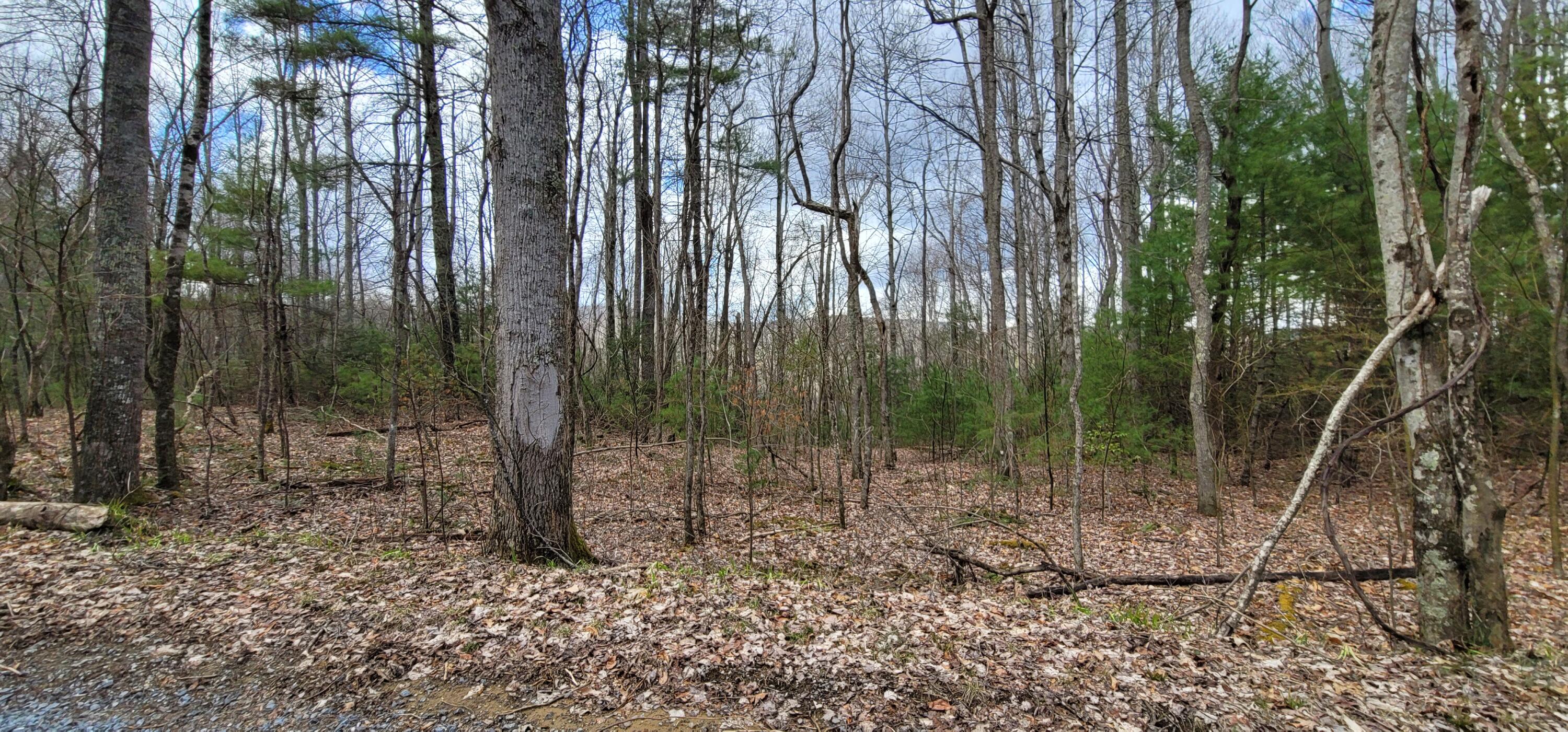 0 White Oak Road Butler, TN 37640 - Photo 18 of 25 20230327_131418