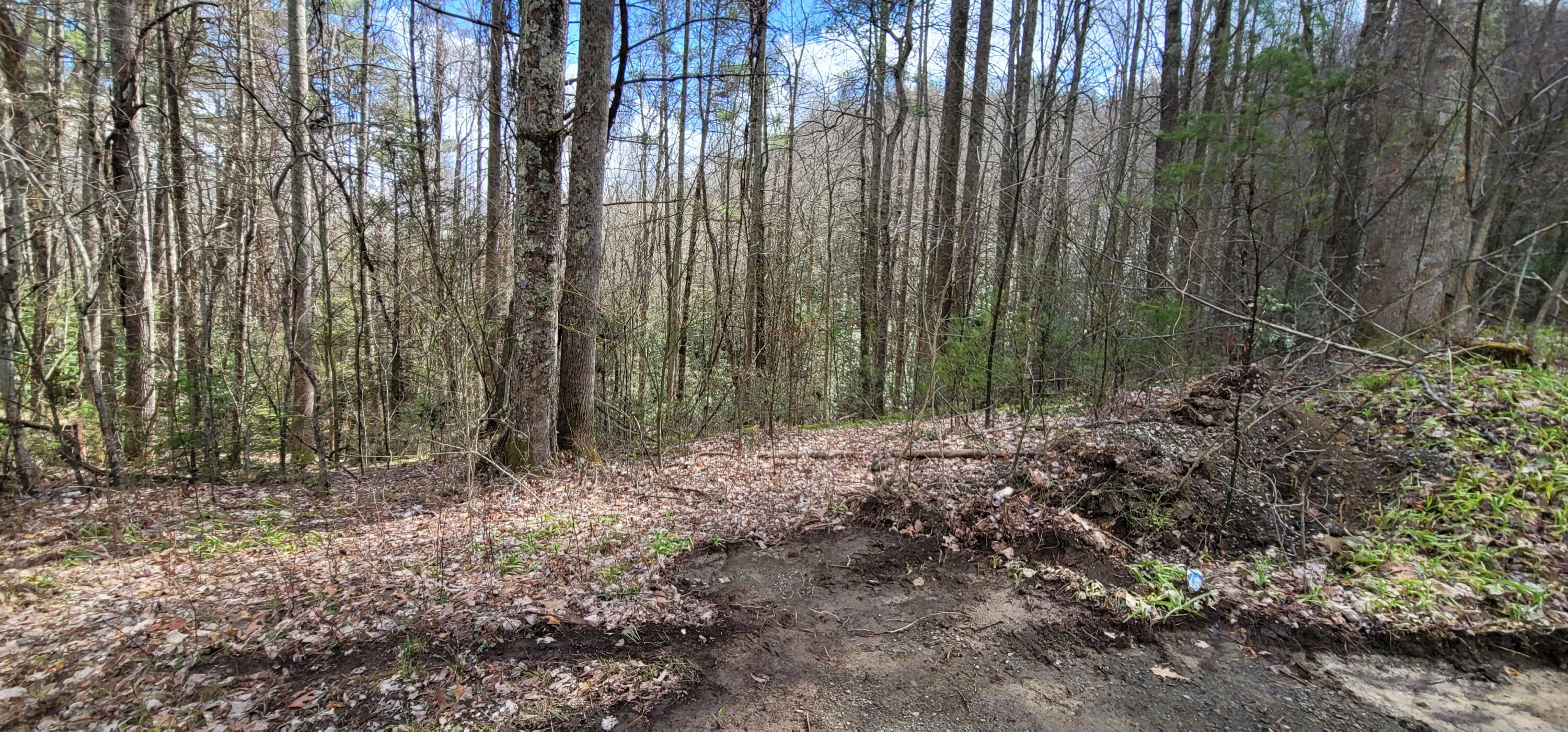 0 White Oak Road Butler, TN 37640 - Photo 4 of 25 20230327_131228